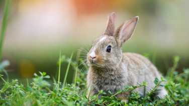 うさぎ島と安芸の小京都で癒されプラン！ 竹原観光 8時間コース