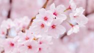 お花見タクシー