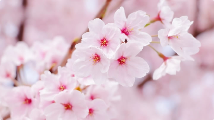 お花見タクシー